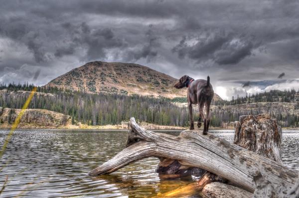 /images/uploads/southeast german shorthaired pointer rescue/segspcalendarcontest2021/entries/21777thumb.jpg